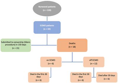 Extracorporeal Membrane Oxygenation After Norwood Surgery in Patients With Hypoplastic Left Heart Syndrome: A Retrospective Single-Center Cohort Study From Brazil